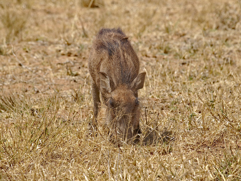 Warthog, Okonjima